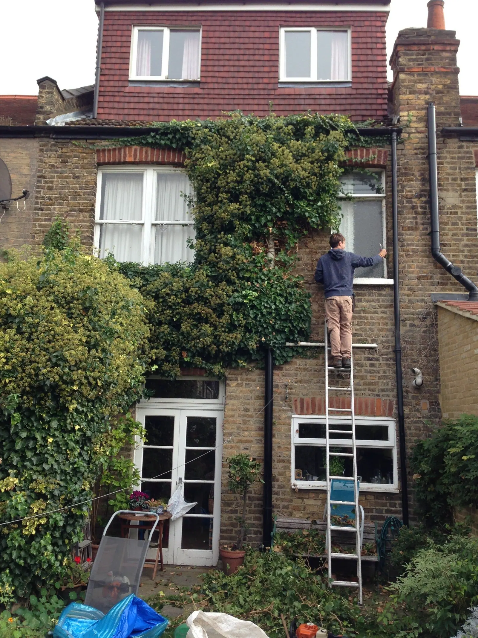 Overgrown climber on the front of a house being cut back from a ladder