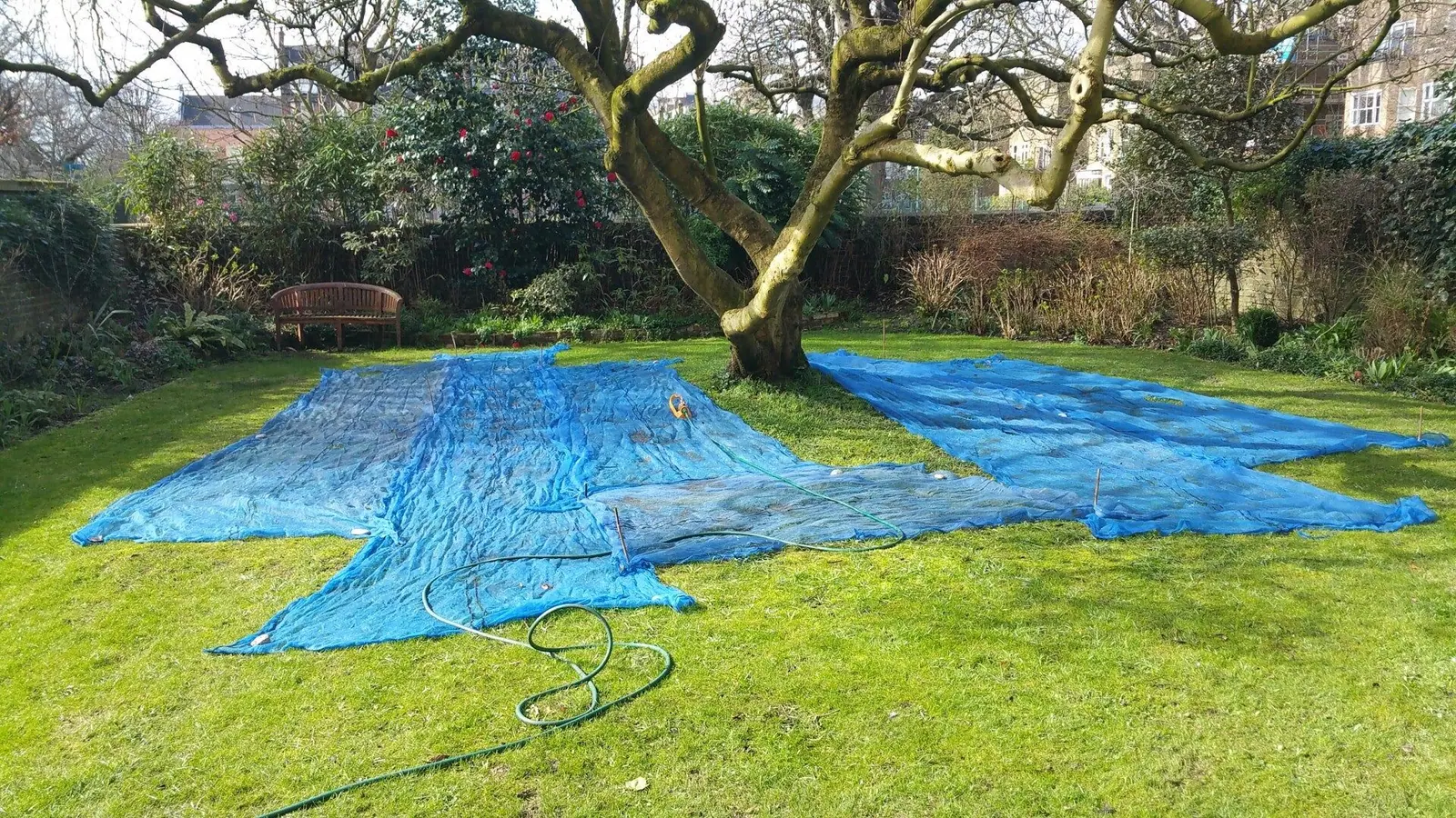 Lawn renovation under a mature tree, with sheeting laid for the new seed bed